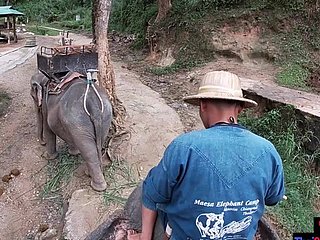 Gajah mengendarai di Thailand dengan remaja